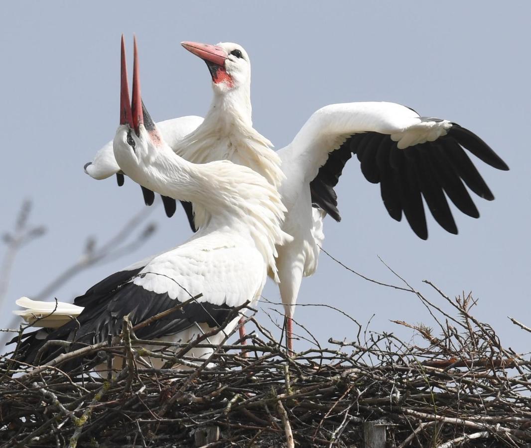 Ferienwohnung Storchennest Drochtersen Экстерьер фото